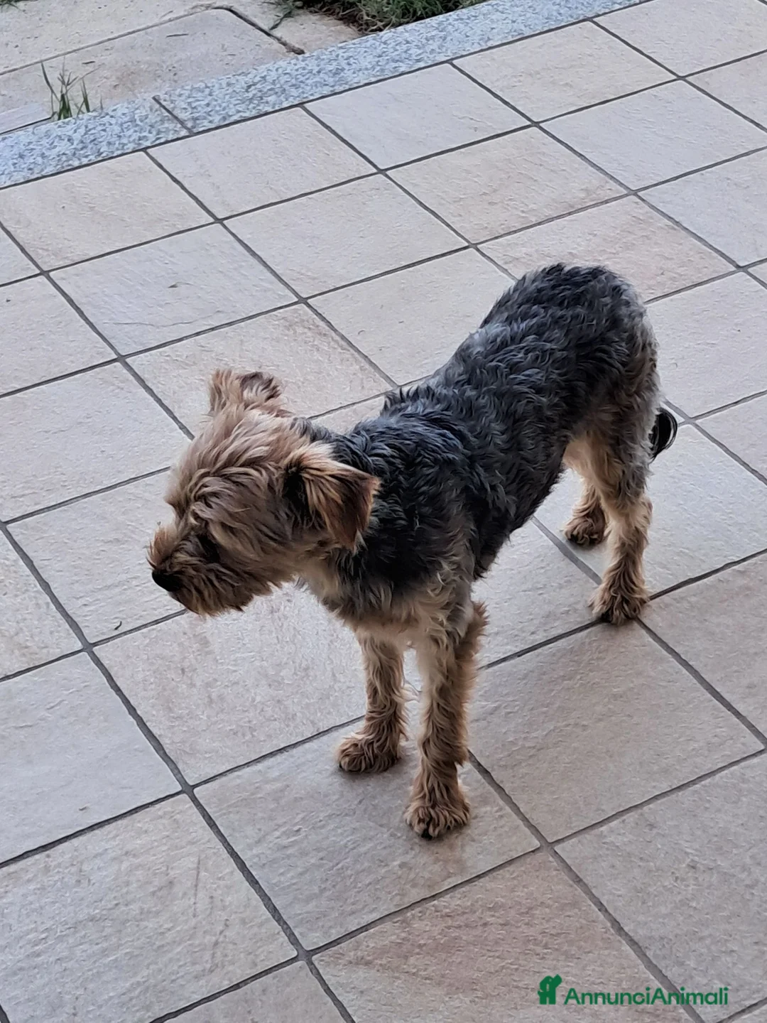Yorkshire cani per accoppiamento: Cerco per accoppiamento  a Provincia di Cuneo - Annuncio 1