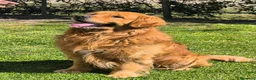 Golden Retriever cani in vendita: Cuccioli di Golden retriever con pedigree ENCI  - Annuncio 4