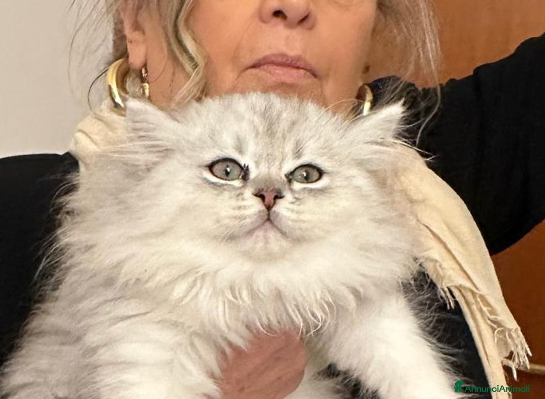 Persiano gatti in vendita: Gattini persiani normotipo  - Annuncio 16