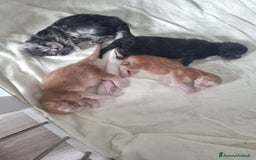 Maine Coon gatti in vendita: Prenotazioni Aperte - Cuccioli di Maine Coon! a Provincia di Cuneo - Immagine 14