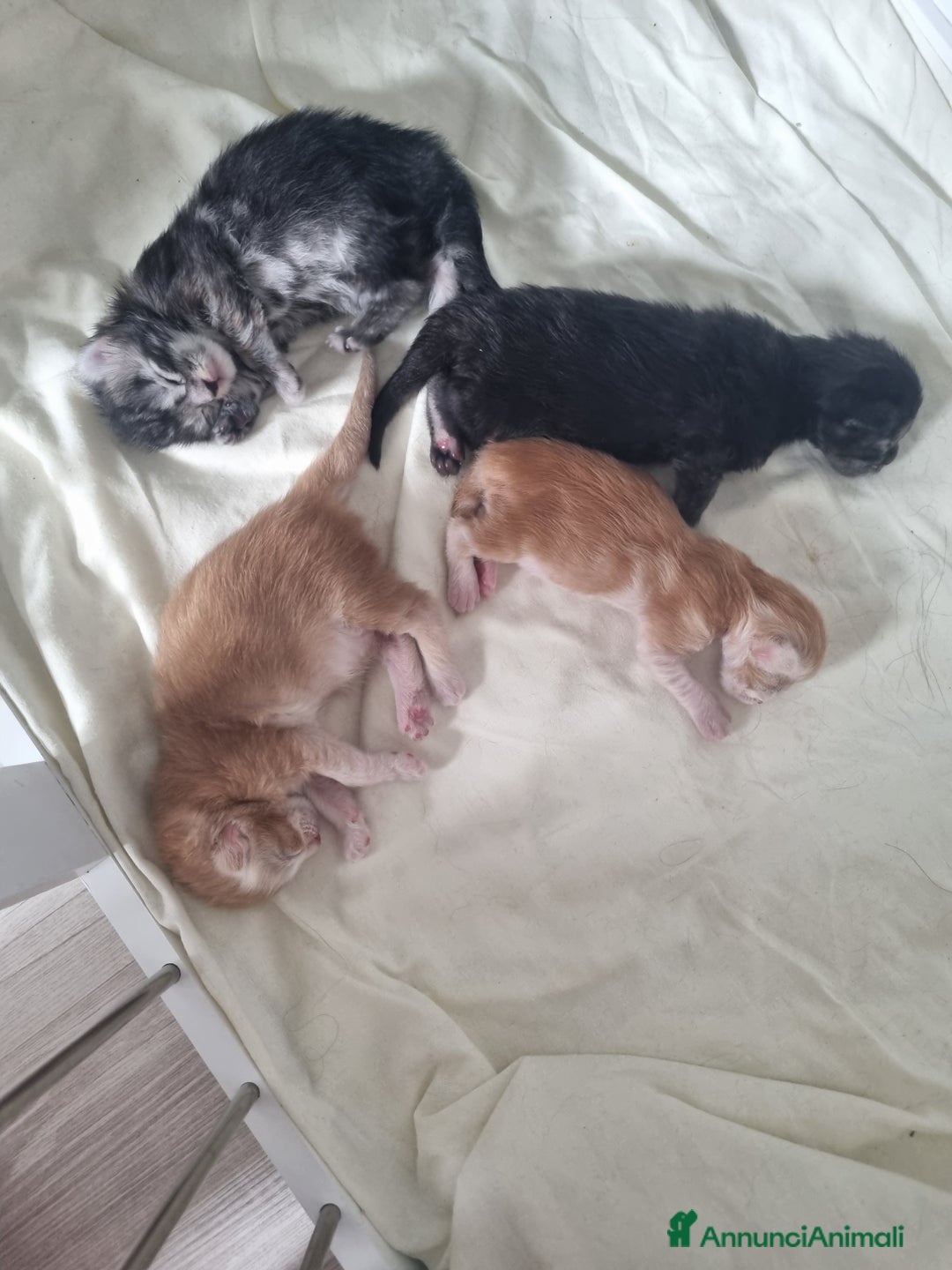 Maine Coon gatti in vendita: Prenotazioni Aperte - Cuccioli di Maine Coon! a Provincia di Cuneo - Immagine 14