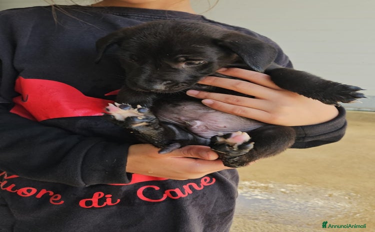 Meticcio cani - Annuncio 12