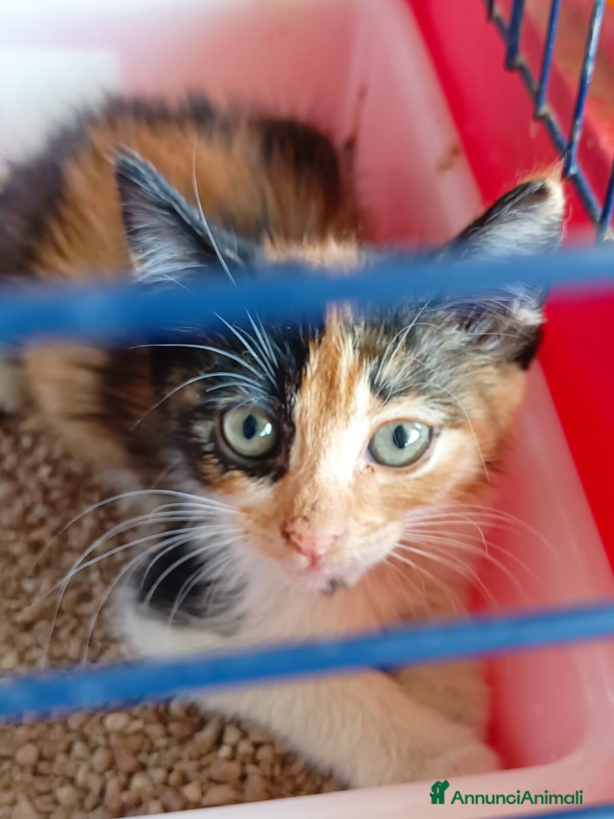 Meticcio gatti Occhi belli! - Annuncio 1
