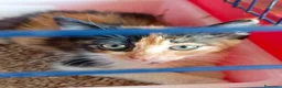 Meticcio gatti in regalo: Occhi belli! - Annuncio 1