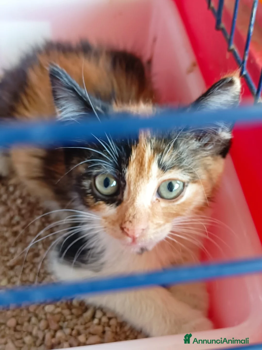 Meticcio gatti in regalo: Occhi belli! - Annuncio 1
