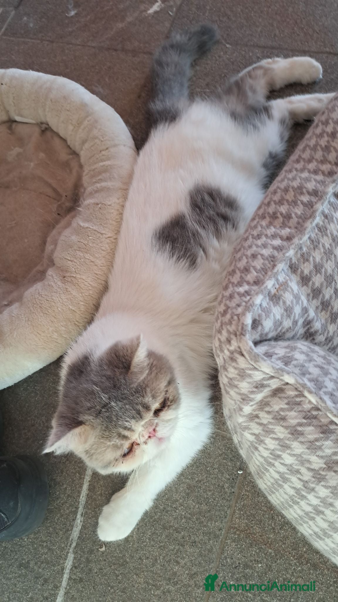 Exotic Shorthair gatti Femmina esotica - Annuncio 6