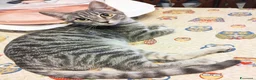 Europeo gatti in regalo: Yuki gattina 5 mesi testata  a Città metropolitana di Roma Capitale - Annuncio 2