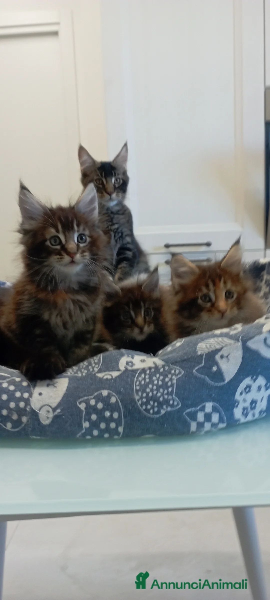 Maine Coon gatti in vendita: Maine Coon con pedigree  - Annuncio 9