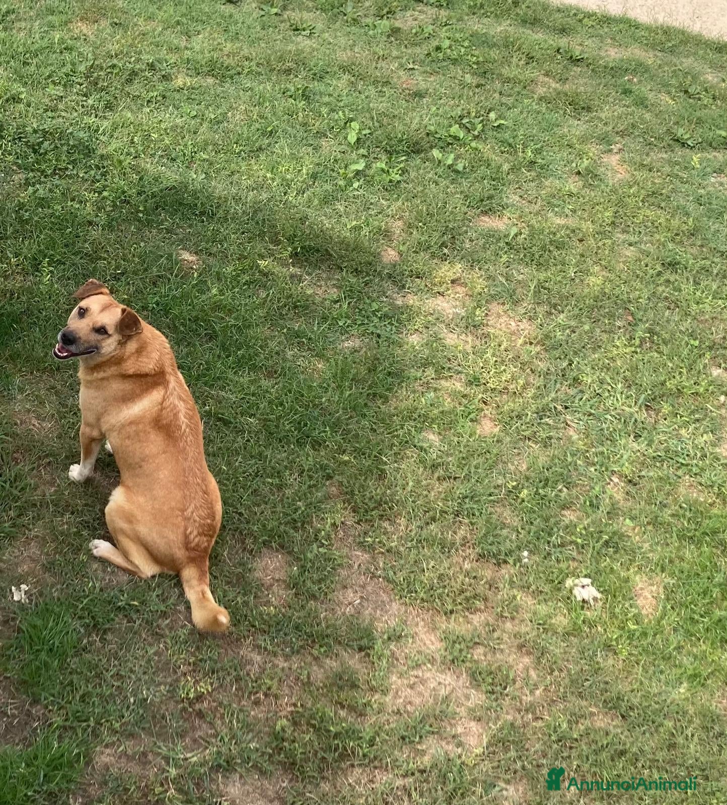 Meticcio cani Rodrigo  - Annuncio 2