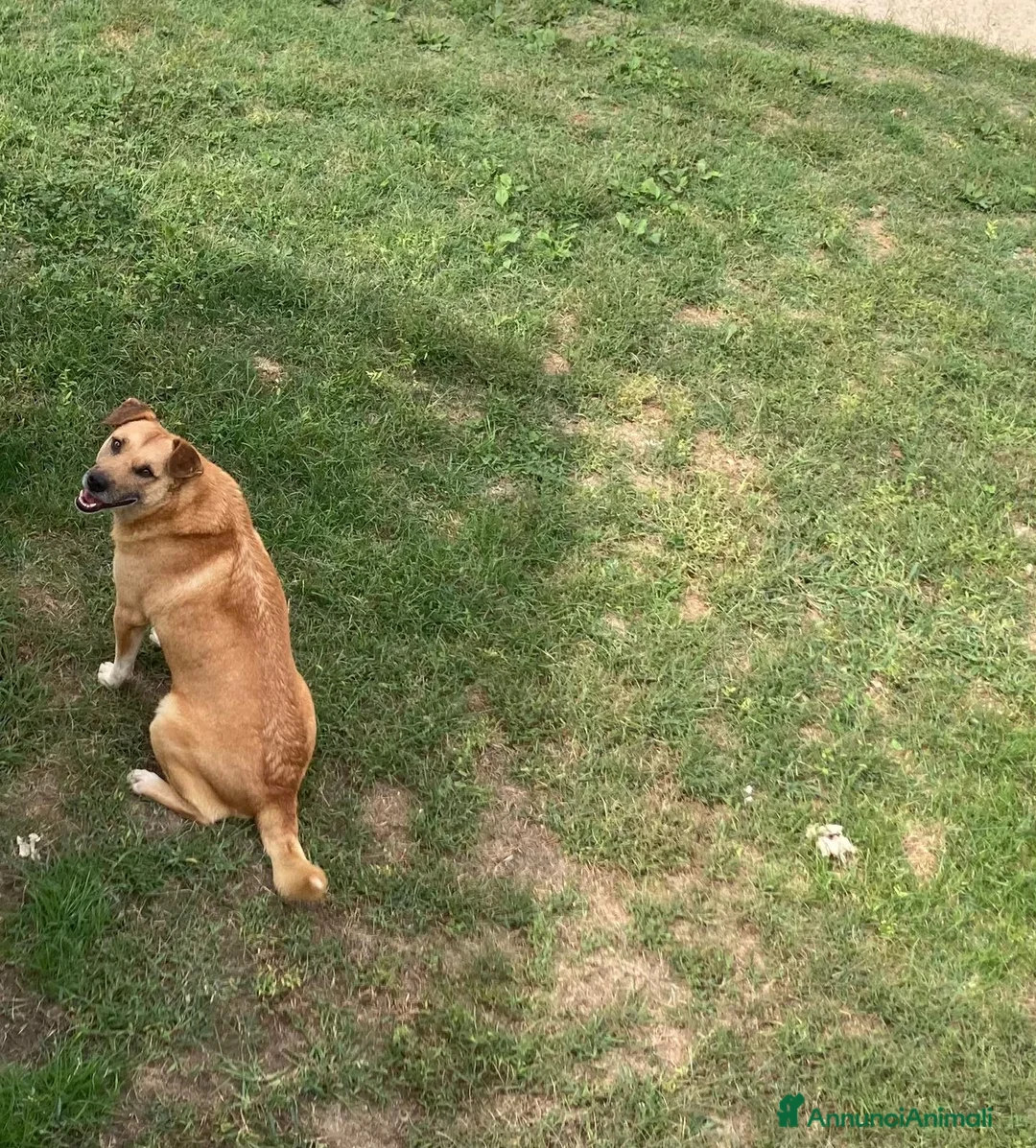 Meticcio cani in regalo: Rodrigo  - Annuncio 2