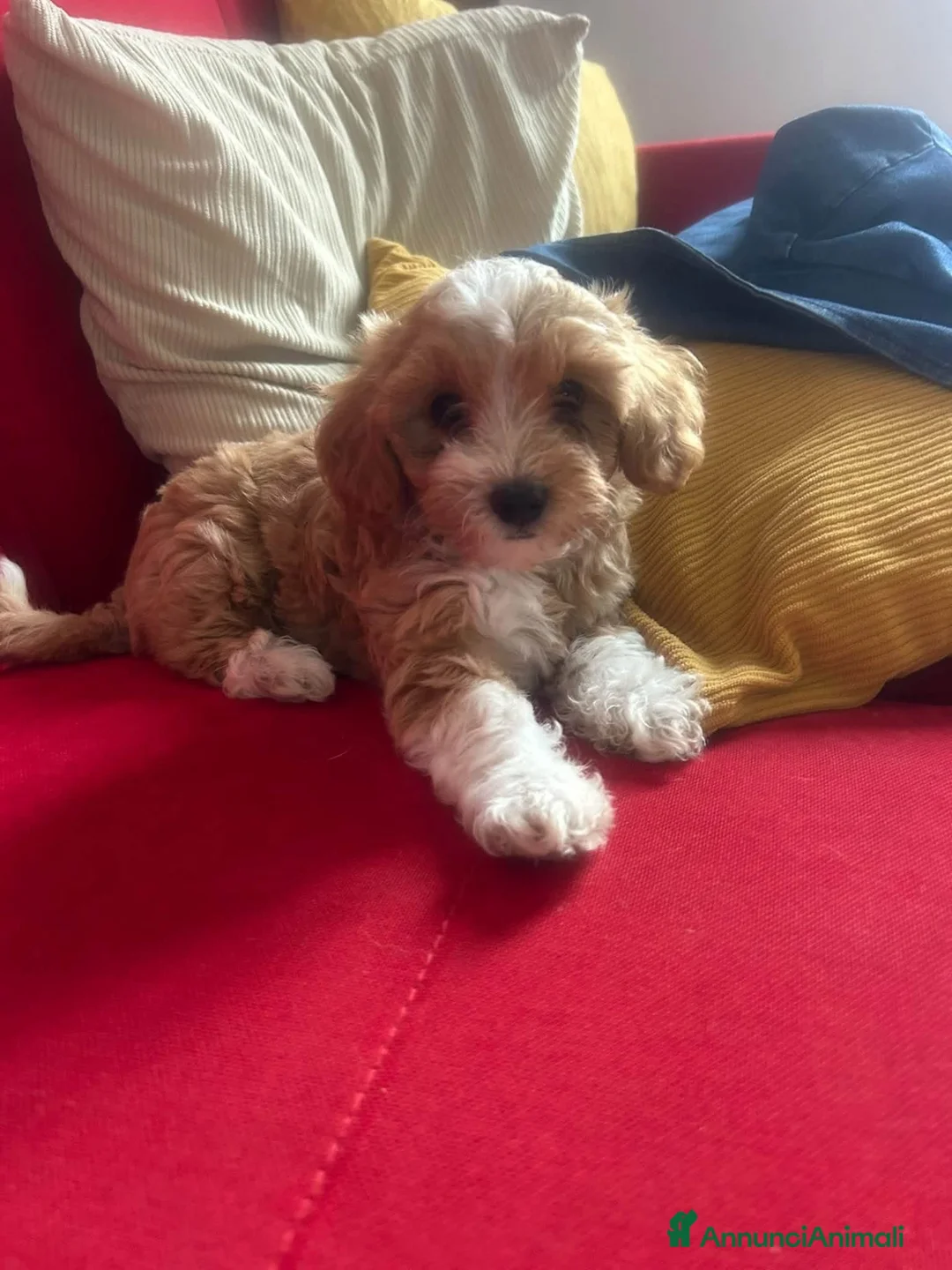 Maltipoo cani in vendita: Maltipoo  - Annuncio 2