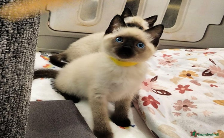 Siamese gatti a Città metropolitana di Milano - Annuncio 5