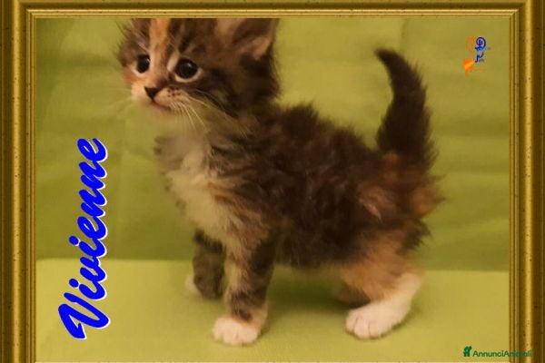 Siberiano gatti Gattini siberiani ipoallergenici tutta Italia a Città metropolitana di Roma Capitale - Annuncio 21