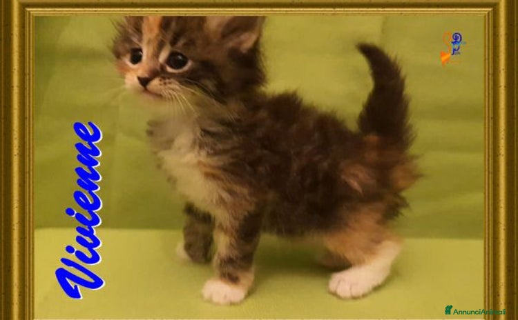 Siberiano gatti a Città metropolitana di Roma Capitale - Annuncio 5