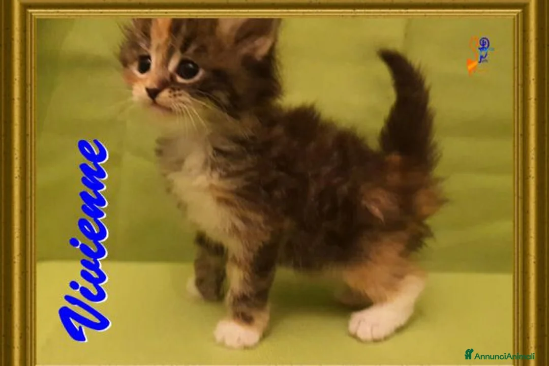 Siberiano gatti in vendita: Gattini siberiani ipoallergenici tutta Italia a Città metropolitana di Roma Capitale - Annuncio 1