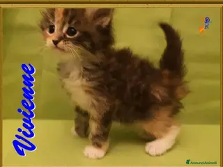 Siberiano gatti Gattini siberiani ipoallergenici tutta Italia a Città metropolitana di Roma Capitale - Annuncio 23