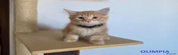 Siberiano gatti in vendita: Cucciola siberiana - Annuncio 3