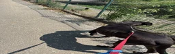 Meticcio cani in regalo: Billa - Annuncio 2