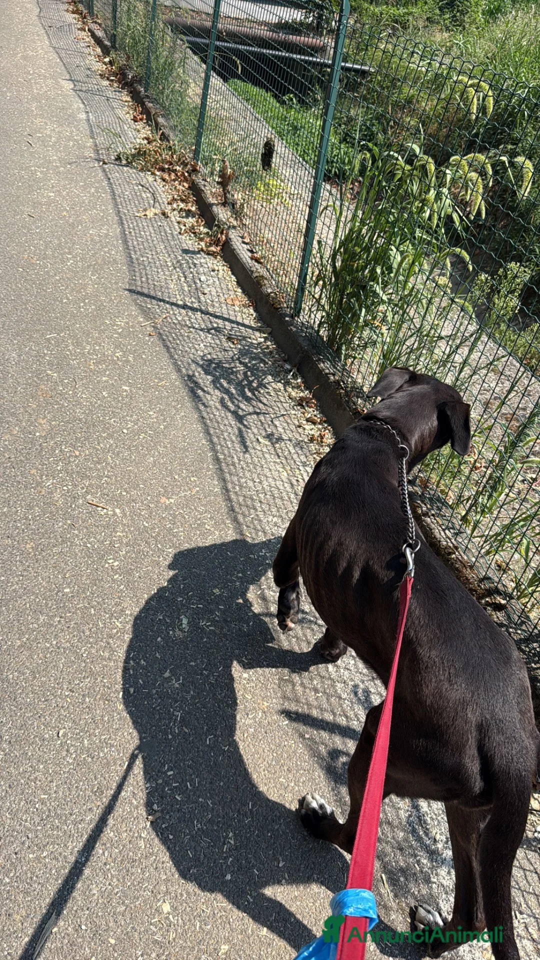 Meticcio cani in regalo: Billa - Annuncio 2