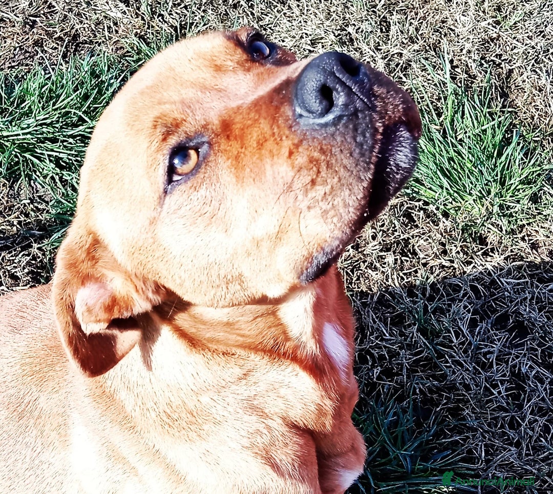 Altre razze cani in regalo: LAYLa, occhi profondi e tristi a Provincia di Latina - Annuncio 17