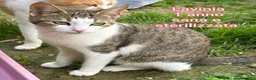 Meticcio gatti in regalo: ADOTTA UN GATTINO! a Provincia di Reggio Emilia - Annuncio 10