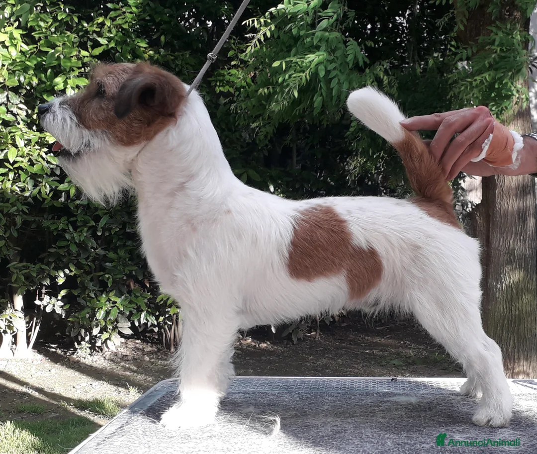 Immagine della galleria {{count}}