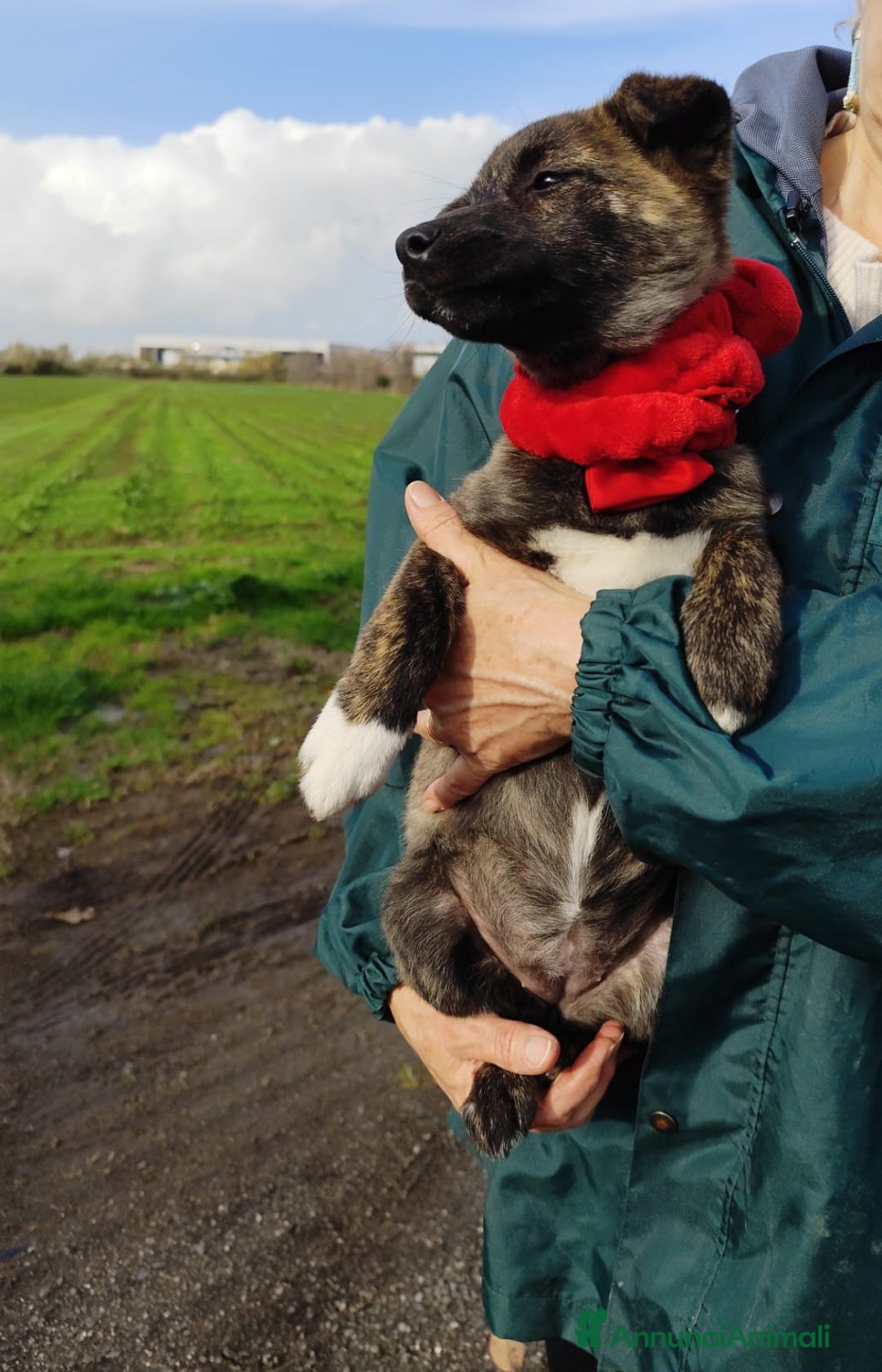 Meticcio cani in regalo: CANDY 3 mesi taglia piccola mix Shiba - Annuncio 6