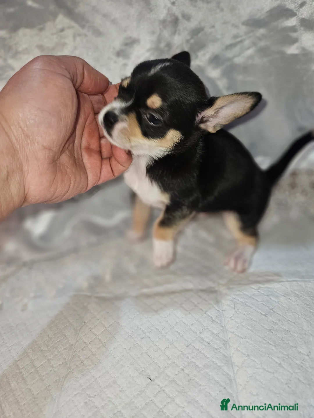Chihuahua cani in vendita: Chihuahua toy mini - Annuncio 5