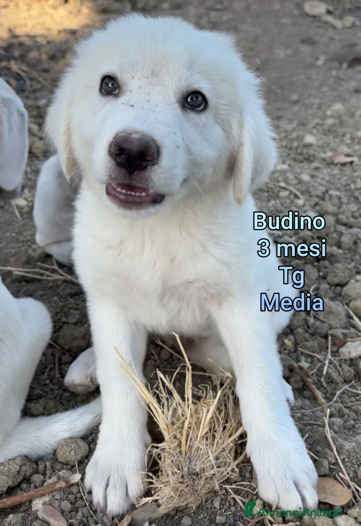 Meticcio cani CUCCIOLI ABBANDONATI: URGENTE  - Annuncio 33