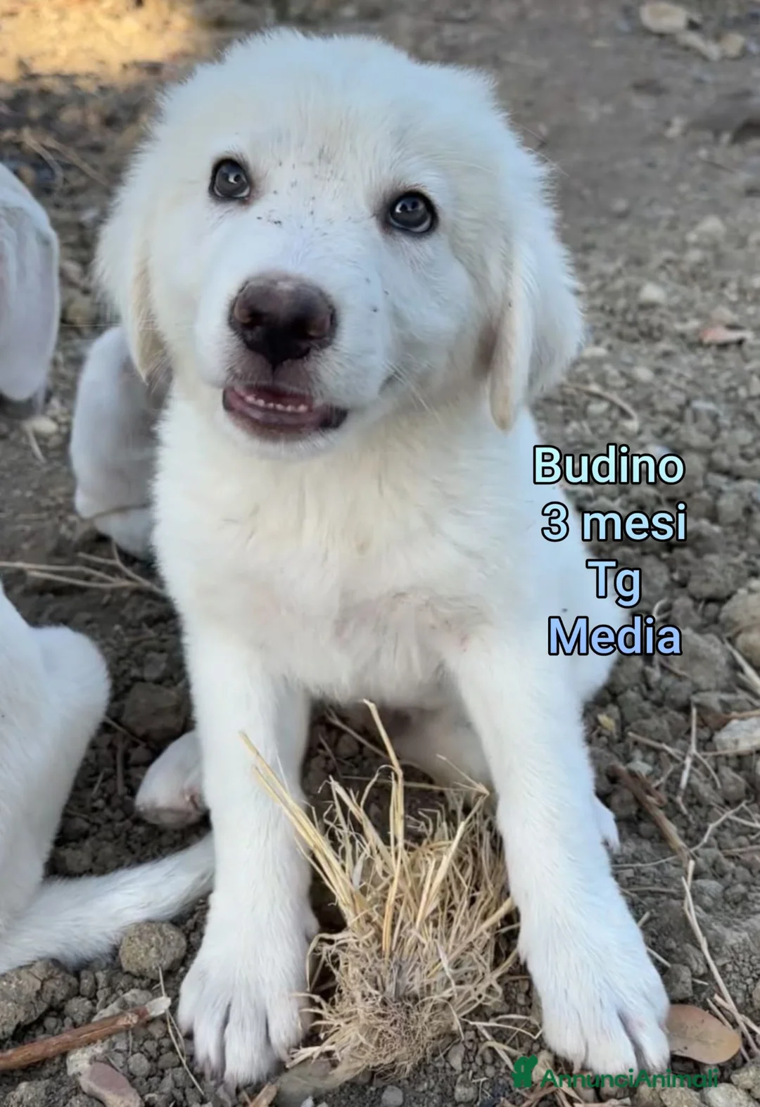 Meticcio cani in regalo: CUCCIOLI ABBANDONATI: URGENTE  a Città Metropolitana di Torino - Annuncio 1
