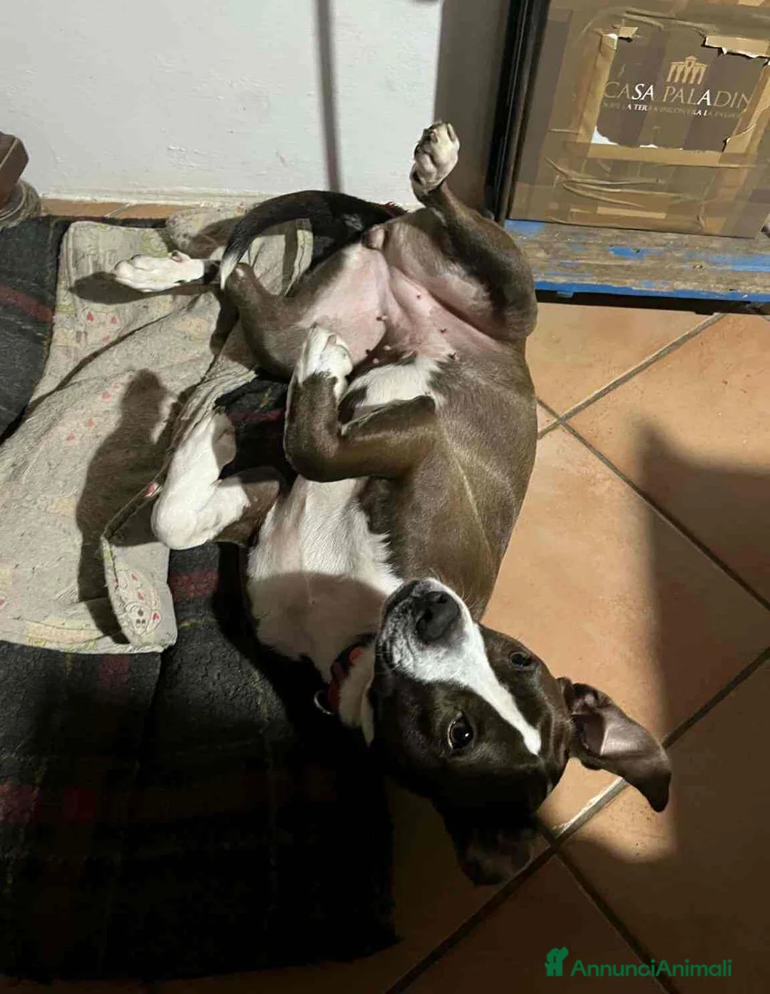 Pitbull cani in regalo: OLIVIA, dolcissima mix PIT cerca casa! - Annuncio 11