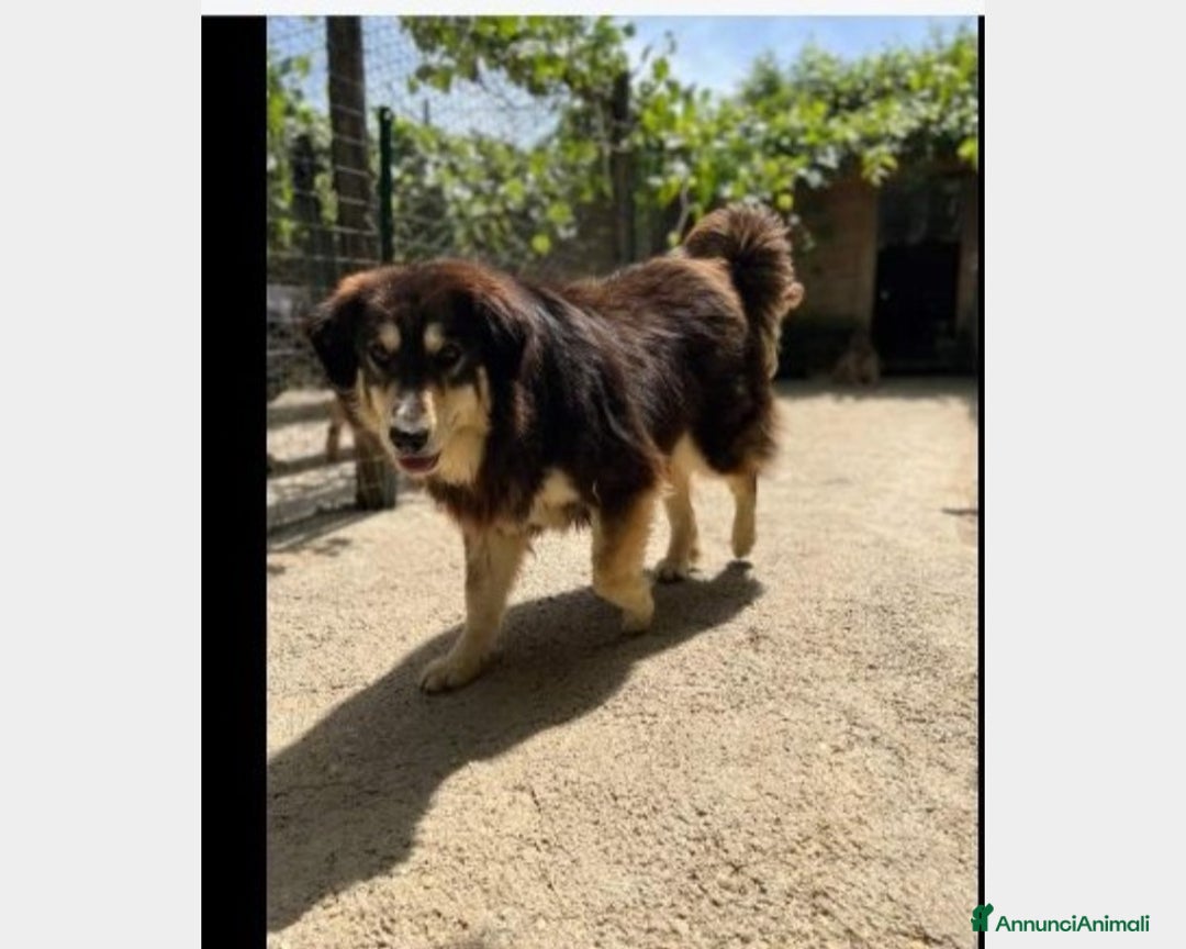 Meticcio cani in regalo: Lady 4anni pelo lungo da 1lager a Roma in stallo a Milano - Annuncio 2