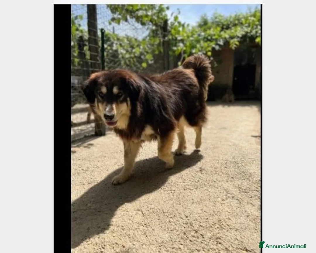 Meticcio cani in regalo: Lady 4anni pelo lungo da 1lager a Roma in stallo a Milano - Annuncio 2