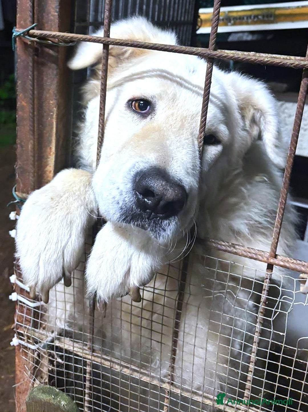 Pastore Maremmano cani in regalo: ZACK giovane PMA unico! - Annuncio 3
