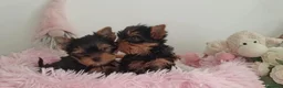 Yorkshire cani in vendita: Yorkshire terrier toy  a Provincia di Pescara - Annuncio 6