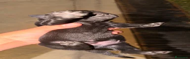 Meticcio 1