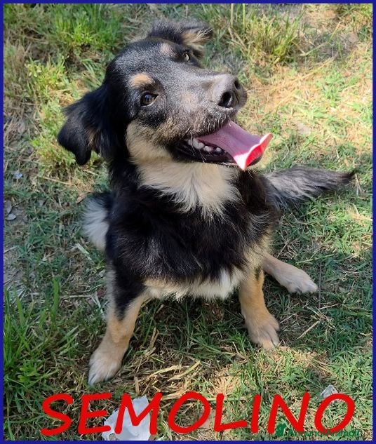 Meticcio cani SEMOLINO simpatico mix border - Annuncio 40