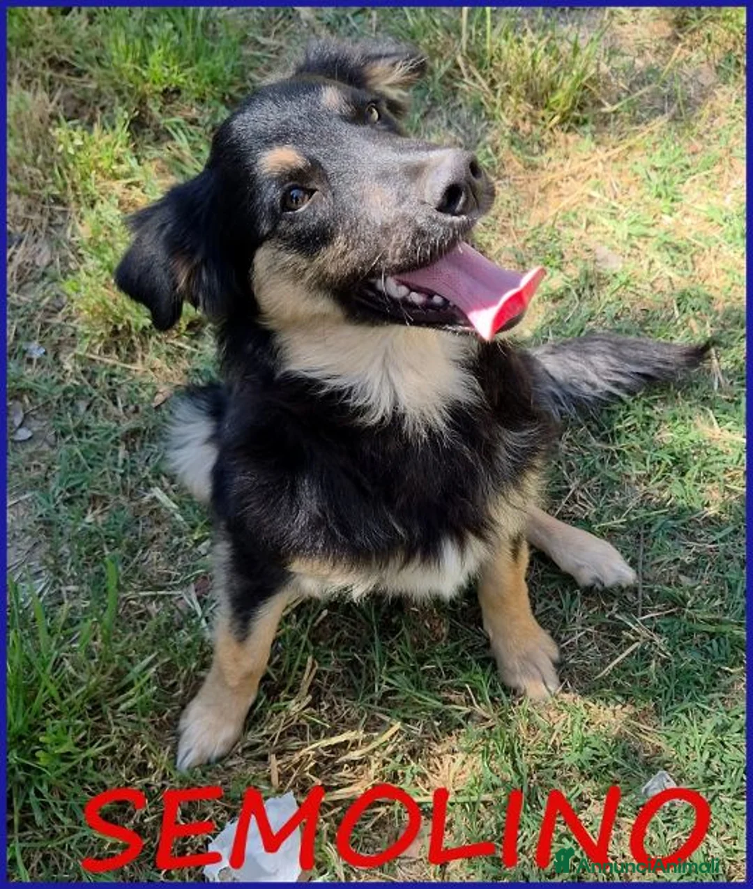 Meticcio cani in regalo: SEMOLINO simpatico mix border - Annuncio 1