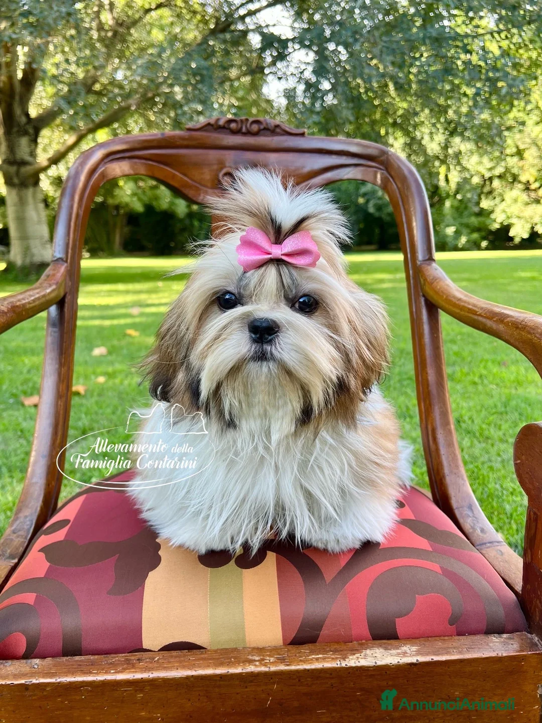 Shih Tzu cani in vendita: Cuccioli ShihTzu - Annuncio 7