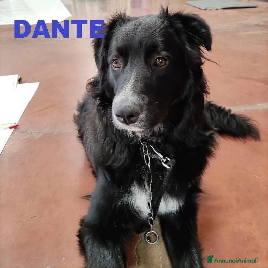 Meticcio cani DANTE simil border affettuosissimo - Annuncio 23