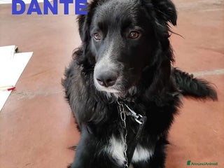 Meticcio cani DANTE simil border affettuosissimo - Annuncio 38