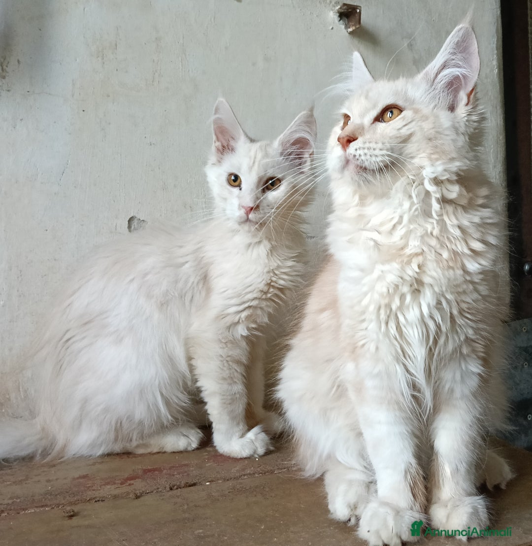 Maine Coon gatti in vendita: Cucciolo Maine coon  - Annuncio 4