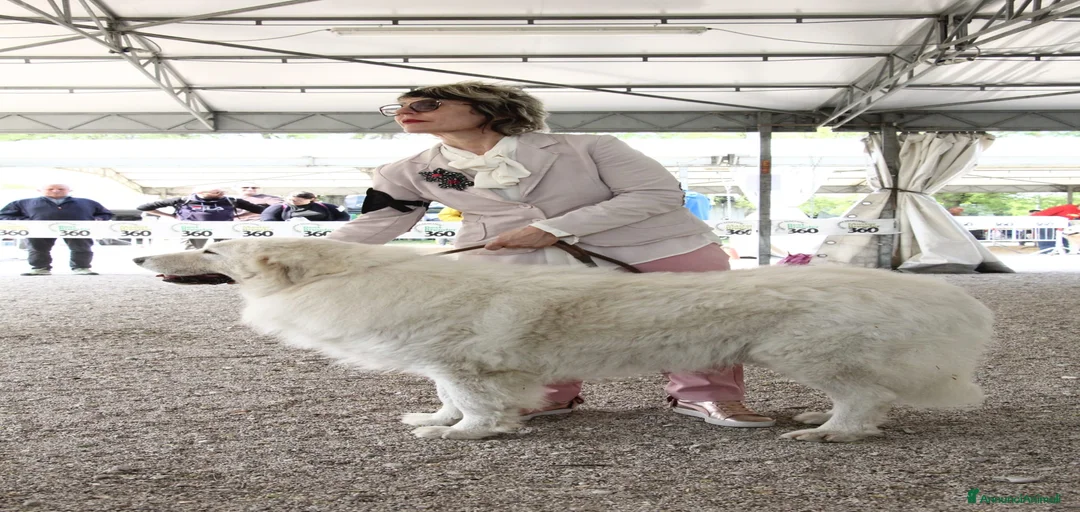 Immagine della galleria {{count}}