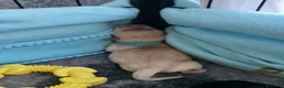 Labrador cani in vendita: Cuccioli di labrador a Provincia di Pescara - Annuncio 8