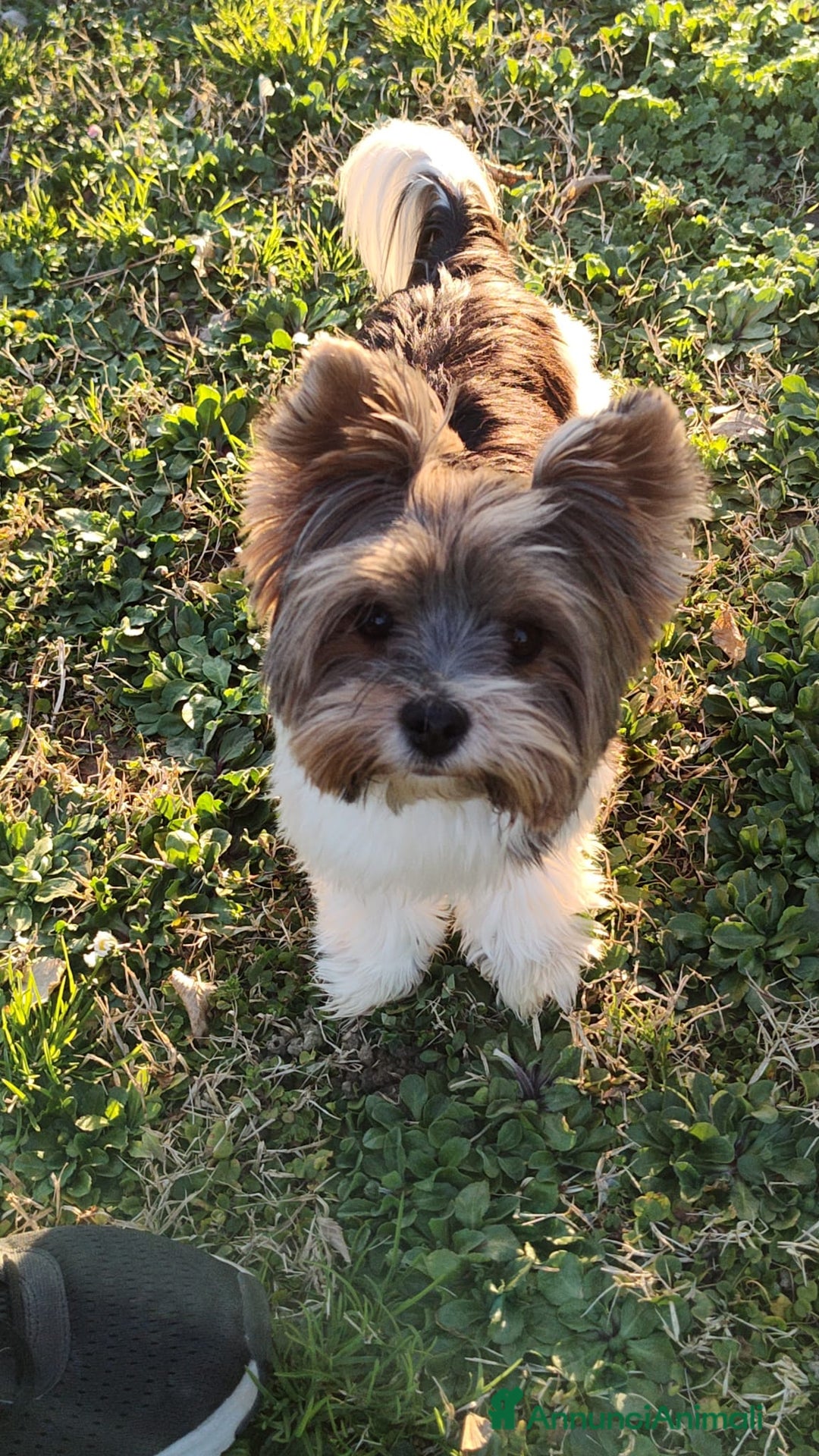 Biewer Terrier cani per accoppiamento: Femmina di Biewer Terrier cerca fidanzato - Annuncio 4
