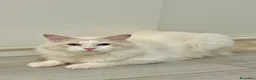 Ragdoll gatti in vendita: cuccioli di ragdoll - Annuncio 21
