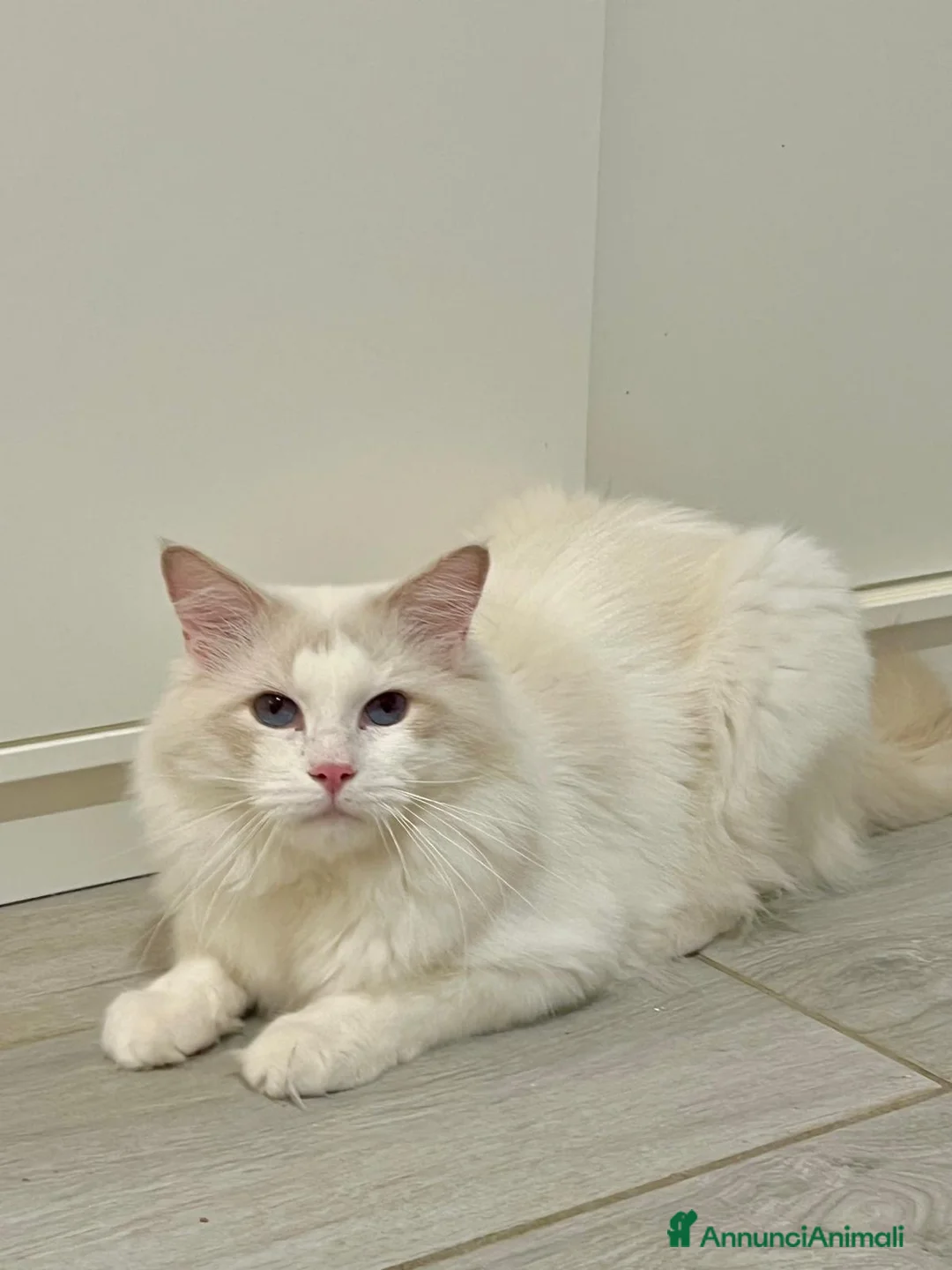 Ragdoll gatti in vendita: cuccioli di ragdoll - Annuncio 21