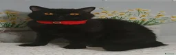 British gatti in vendita: British Shorthair Gloria  - Annuncio 8