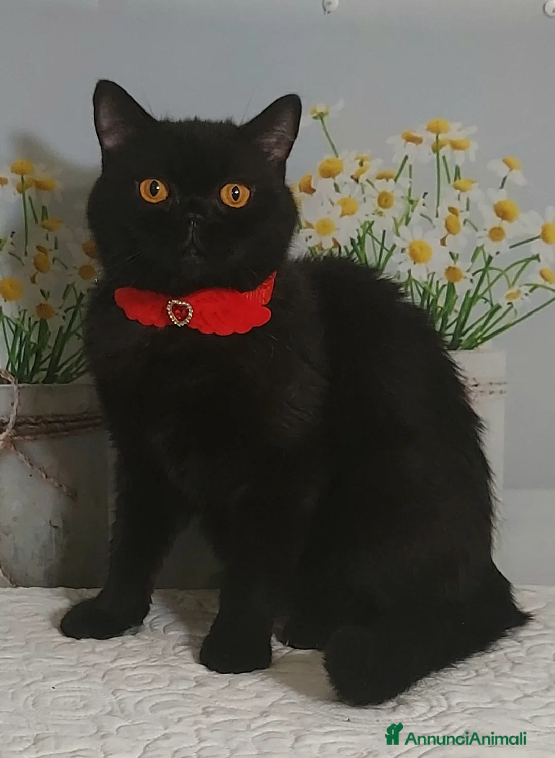 British gatti in vendita: British Shorthair Gloria  - Annuncio 8