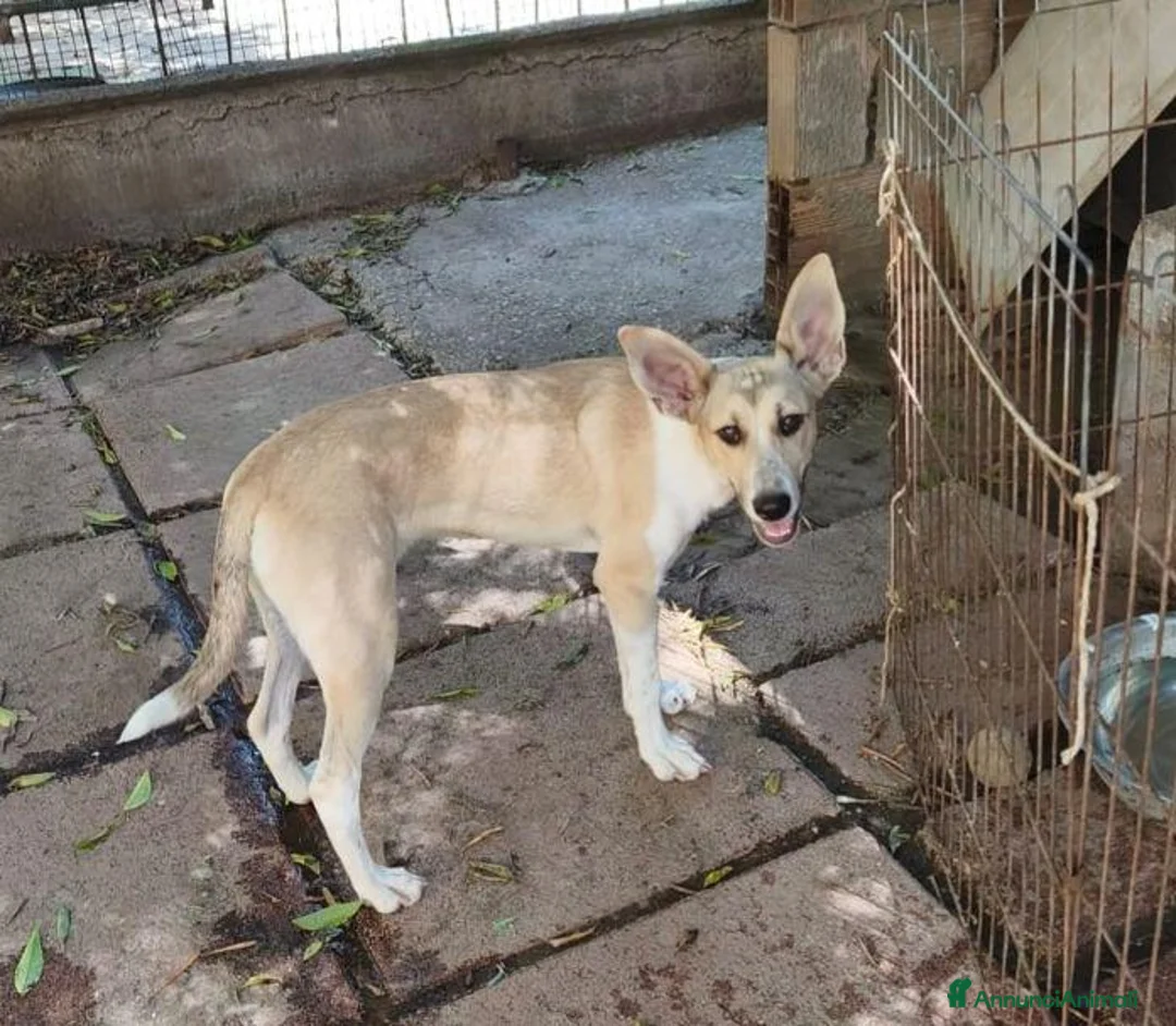 Meticcio cani in regalo: MIA cucciola non voluta.... carina e buona a Città metropolitana di Milano - Annuncio 2